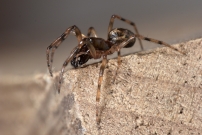 Un mle (Araneae - Theridiidae - Enoplognatha mandibularis)